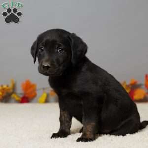 Leo, Black Labrador Retriever Puppy